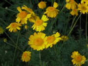 Frberkamille<br>Anthemis tinctoria