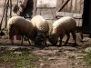 Schafe im Fischtal in der Maramures