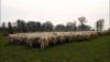 Schafe in der Rheinaue