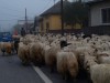 Schafe in<br> Viseu de Jus