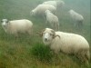 Schafe am Piatra Mare