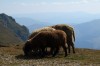 Schafe im Bucegi -Gebirge