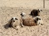 Schafe im Sinai
