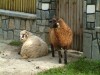 Schafe am Ceahlau