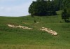 Schaftrieb am Podziel<br>  Mala fatra/ Slowakei