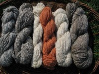Schafwolle