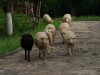 Schafe im Skanzen Uzhgorod